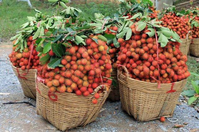 Chôm chôm tại tỉnh Bến Tre đang rớt giá mạnh do xuất đi Trung Quốc gặp khó khăn