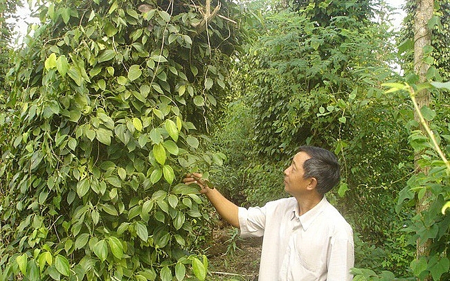 xuat khau hat tieu kho dat 1 ty usd