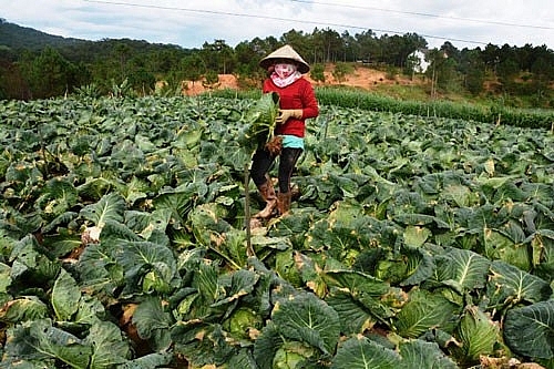 Nông sản Đà Lạt giảm giá mạnh nong san da lat giam gia manh