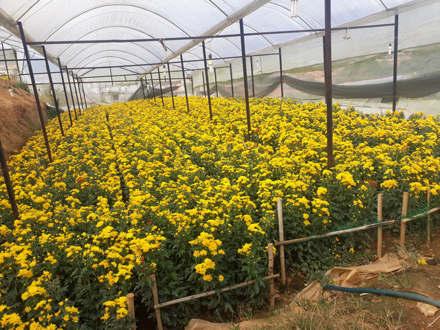 Hoa cúc Đà Lạt tăng giá chóng mặt trước rằm tháng 7 hoa cuc da lat tang gia chong mat truoc ram thang 7