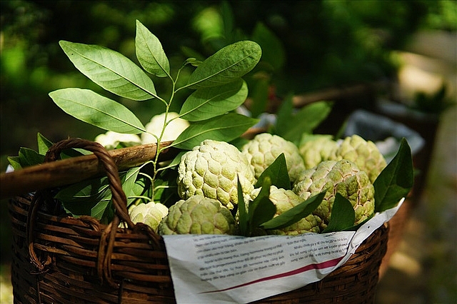 nong dan thu tien ti tu trong na
