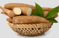 Giá sắn tăng do nguồn cung khan hiếm