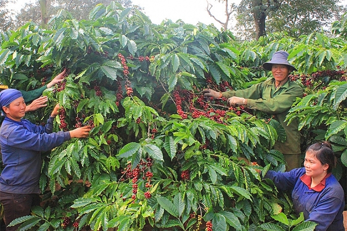PPP trong nông nghiệp: Vẫn lúng túng ppp trong nong nghiep van lung tung