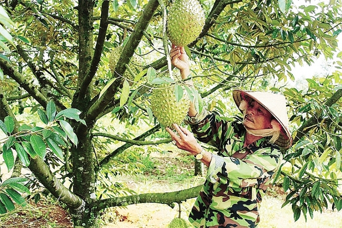 Phát triển cây sầu riêng ở Tây Nguyên: Cẩn trọng để khỏi “sầu chung" phat trien cay sau rieng o tay nguyen can trong de khoi sau chung