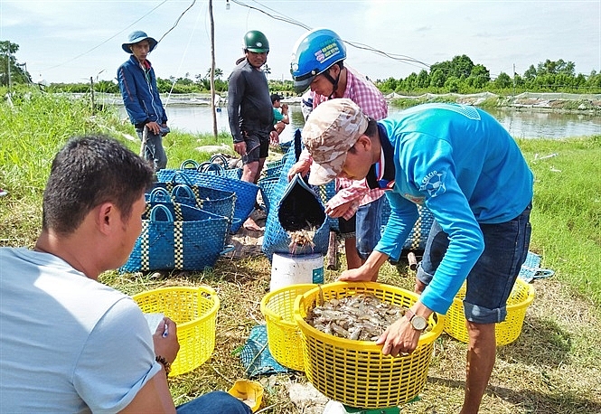 tom nuoi trung mua rot gia