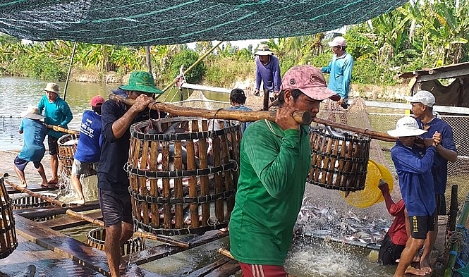 ca tra rot gia cham day