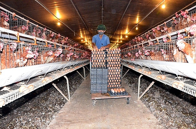 gia cam tang truong nong mung it lo nhieu