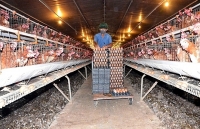 Gia cầm tăng trưởng nóng: Mừng ít, lo nhiều!