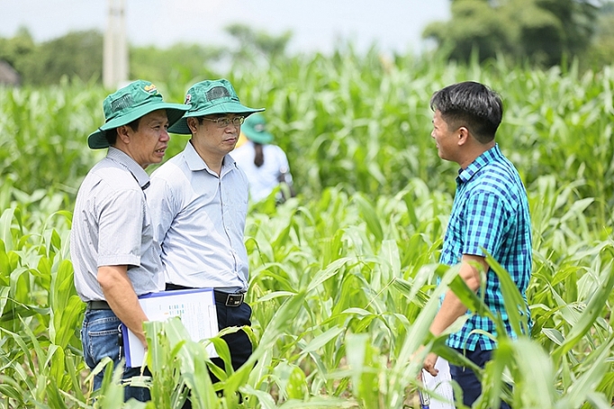 Nhiều chuyên gia quốc tế tới Việt Nam tìm hiểu giải pháp phòng trừ sâu keo mùa thu hiệu quả nhieu chuyen gia quoc te toi viet nam tim hieu giai phap phong tru sau keo mua thu hieu qua