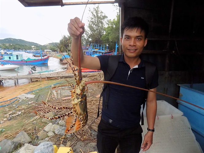 Hàng trăm tấn tôm hùm ứ đọng hang tram tan tom hum u dong