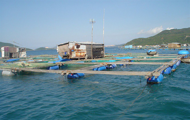 Hàng trăm tấn tôm hùm ứ đọng hang tram tan tom hum u dong