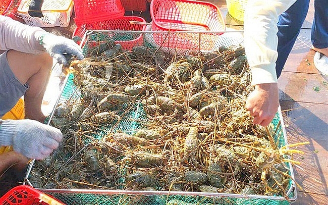 Hàng trăm tấn tôm hùm ứ đọng hang tram tan tom hum u dong