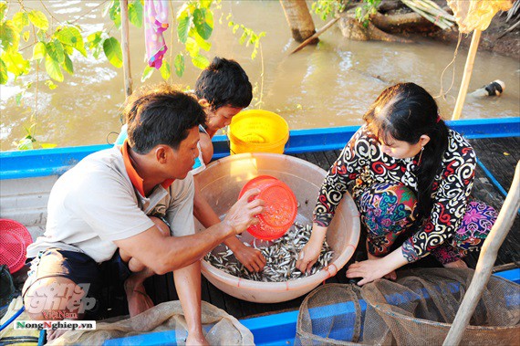 Cá linh non đầu vụ khan hiếm, giá 230.000 đồng/kg ca linh non dau vu khan hiem gia 230000 dongkg