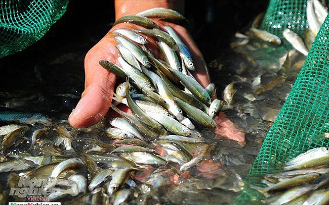 Cá linh non đầu vụ khan hiếm, giá 230.000 đồng/kg ca linh non dau vu khan hiem gia 230000 dongkg