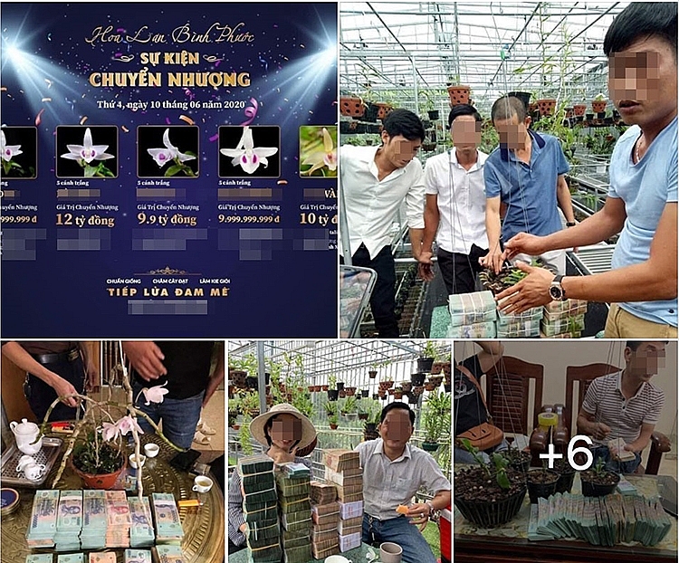 Thời gian gần đây, tại nhiều địa phương rộ lên phong trào chơi hoa lan đột biến, nhiều thương vụ mua bán có giá trị lên tới tiền tỷ, thậm chí chục tỷ đồng. Tuy nhiên, những thông tin về các giao dịch này thường mập mờ, giá trị hoa lan được định giá tự do, không có căn cứ. Đây chính là cơ hội cho các đối tượng lợi dụng “thổi giá”, lừa đảo những người chơi lan thiếu hiểu biết, ham làm giàu. 0606-lan1-01
