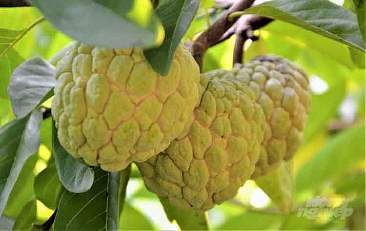 Do chủ động được kỹ thuật chăm sóc nên na ở xã Lực Hành, huyện Yên Sơn, tỉnh Tuyên Quang cho quả to, mã đẹp, độ ngọt đậm Do chủ động được kỹ thuật chăm sóc nên na ở xã Lực Hành, huyện Yên Sơn, tỉnh Tuyên Quang cho quả to, mã đẹp, độ ngọt đậm