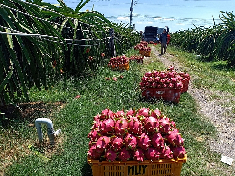 Bình Thuận phấn đấu đưa kim ngạch xuất khẩu thanh long chính ngạch đạt từ 50-60 triệu USD/năm Bình Thuận phấn đấu đưa kim ngạch xuất khẩu thanh long chính ngạch đạt từ 50-60 triệu USD/năm