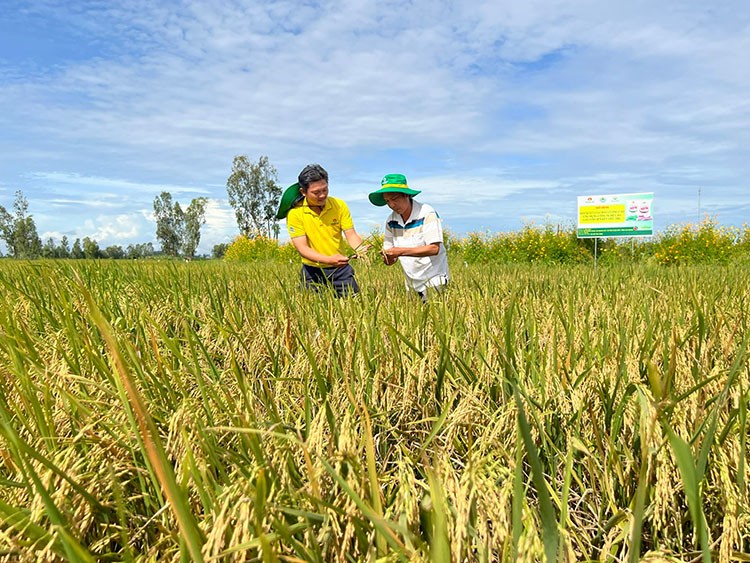 Nhà nông phấn khởi thu lợi nhờ mô hình liên kết sản xuất lúa chất lượng cao của PVCFC