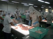 Giải cứu cá tra - Kỳ I: Cá tra đói...vốn!