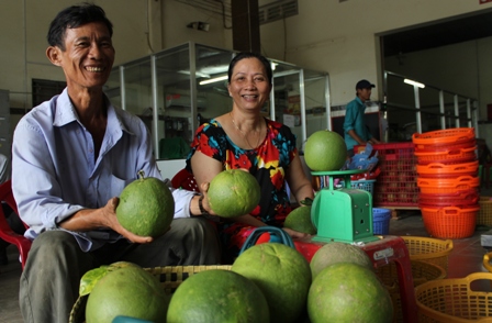 Bưởi da xanh hiện nay không đủ hàng đạt tiêu chuẩn để xuất khẩu