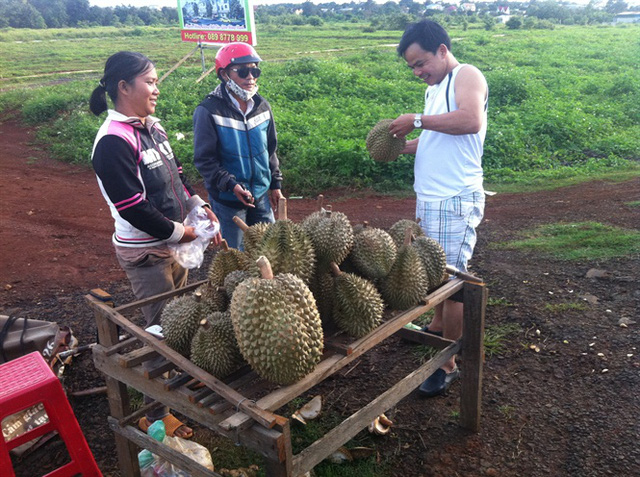 Sầu riêng Tây Nguyên trúng mùa, trúng giá