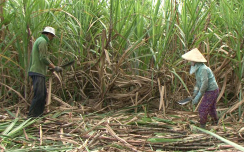 Ngành mía đường Việt Nam đang đối mặt sức ép cạnh tranh lớn từ thị trường thế giới (ảnh minh họa: KT)