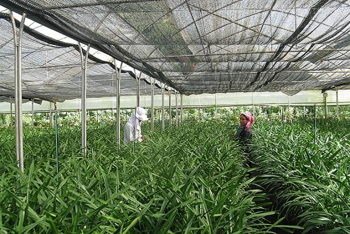 bai toan tang gia tri nong san cong nghe la loi giai