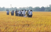 Liên kết sản xuất, phân phối: Giải bài toán đầu ra cho ngành lúa gạo