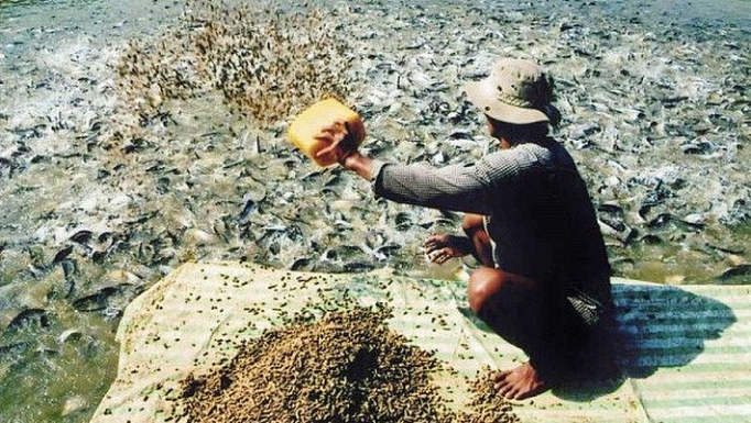 Phạt nặng hành vi sử dụng chất cấm trong chăn nuôi phat nang hanh vi su dung chat cam trong chan nuoi