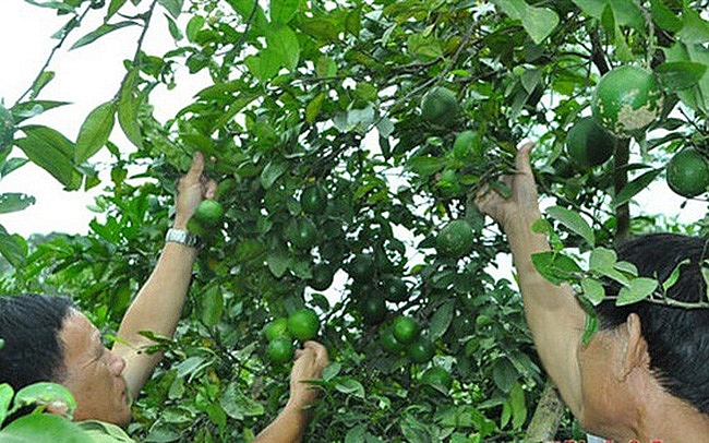 nguoi trong chanh o nam dan lao dao vi gia rot tham