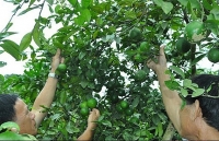 Người trồng chanh ở Nam Đàn lao đao vì giá rớt thảm