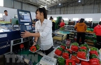 Trái cây sạch cho thị trường nội địa: Nền tảng thúc đẩy xuất khẩu