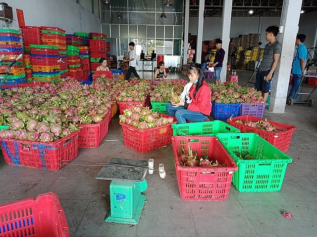 Thanh long, dưa hấu rớt giá còn 6.000 đồng/kg vì thị trường Trung Quốc bấp bênh thanh long dua hau rot gia con 6000 dongkg vi thi truong trung quoc bap benh