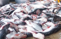 Cá tra rớt giá, người nuôi lỗ nặng