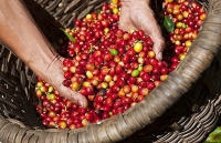 Giá cà phê trong nước hồi phục theo đà tăng thế giới