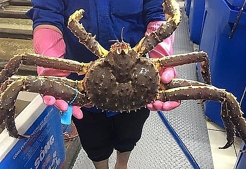 Cua hoàng đế Alaska giảm giá kỷ lục cua hoang de alaska giam gia ky luc