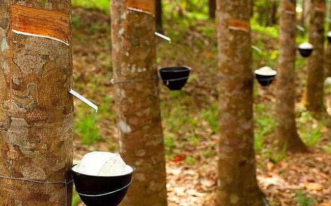 xuat khau cao su giam manh trong nua dau thang 92019