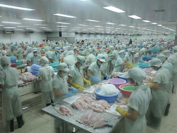 Hơn một nửa nhà máy cá tra phải đóng cửa