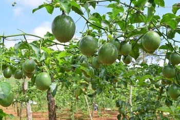 Gia Lai được mùa chanh dây, nông dân lãi hàng trăm triệu