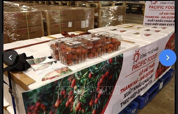 Lô hàng vải thiều xuất khẩu đầu tiên sang thị trường châu Âu tại sân bay Nội Bài. Ảnh (tư liệu) minh họa