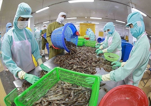 Chế biến tôm đông lạnh xuất khẩu tại nhà máy của Công ty Thủy sản Minh Phú Hậu Giang, tỉnh Hậu Giang Chế biến tôm đông lạnh xuất khẩu tại nhà máy của Công ty Thủy sản Minh Phú Hậu Giang, tỉnh Hậu Giang