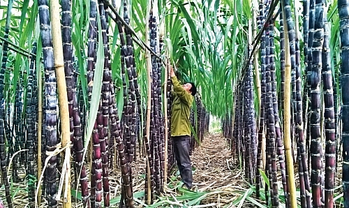 Ngành mía đường nội địa được tiêu thụ và cải thiện giá bán - Ảnh 1. Trong tháng 8, giá đường kính trắng dao động trong khoảng 17.600-19.300 đồng/kg tuỳ từng khu vực trên cả nước, giá đường tinh luyện ở mức 17.800-20.200 đồng/kg Ngành mía đường nội địa được tiêu thụ và cải thiện giá bán - Ảnh 1. Trong tháng 8, giá đường kính trắng dao động trong khoảng 17.600-19.300 đồng/kg tuỳ từng khu vực trên cả nước, giá đường tinh luyện ở mức 17.800-20.200 đồng/kg