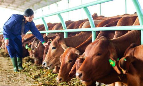 Chủ tịch Tập đoàn Hoàng Anh Gia Lai, Đoàn Nguyên Đức cho rằng nếu cải tổ ngành chăn nuôi triệt để, trong 2-3 năm tới, Việt Nam có thể từng bước vượt qua những thách thức TPP mang lại và giúp ngành này trưởng thành hơn. Ảnh: V.L