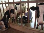 Ngành chăn nuôi  trước ngưỡng cửa TPP - Kỳ I: Cơ hội hay thách thức ?