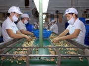 Giá điều tăng kỷ lục: Nông dân lại \