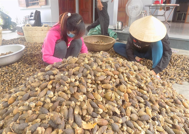 Cau khô được lựa chọn, loại những quả phình to (quả già) trước khi đóng bao xuất sang Trung Quốc