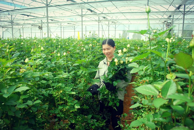 Giá hoa hồng tại Đà Lạt tăng mạnh nhưng các nhà vườn không còn nhiều hàng để bán. Ảnh: Thạch Thảo.