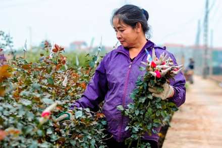 Bà con nông dân tại vườn hoa Tây Tựu thu hoạch hoa bán cung ứng ra thị trường dịp 20/10 (ảnh: Tùng Anh)
