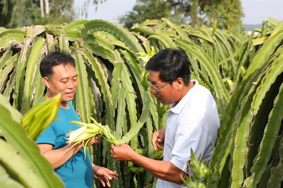 Nông dân trồng thanh long đang hào hứng vào mùa xông đèn thanh long vì giá cao