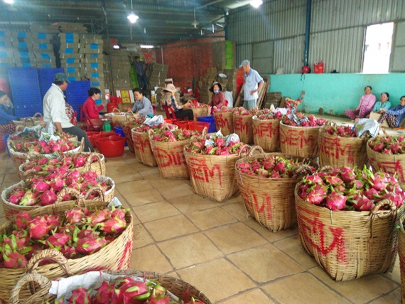 Các cơ sở thu mua thanh long xuất khẩu